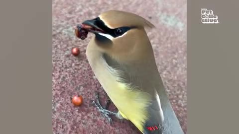 Funniest Pets Of 2025