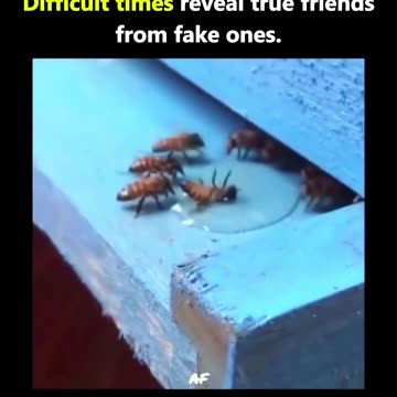 Hard Times Reveal True Friendship