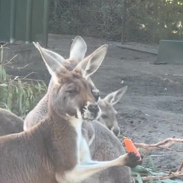 Kangaroo eating carrot 🥕