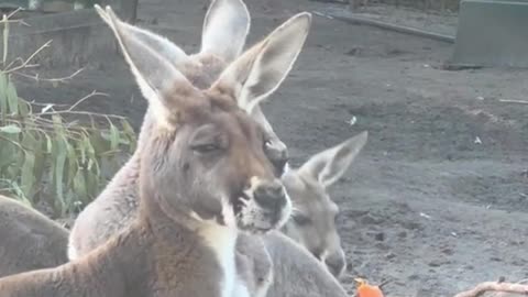 Kangaroo eating carrot 🥕