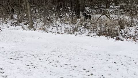 Never too cold to play fetch