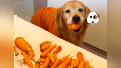 He brings carrot and collects it on the bed😂🐕🥕