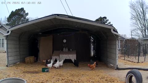 Chicken Lady Brings Hot Food!