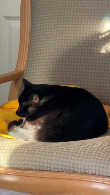 Cute Precious Piper Sits in the Sunny Spot on Her Throne - My Adopted Shelter Cat Vlog. #shorts