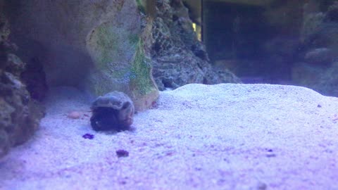 Hermit Crab closeup