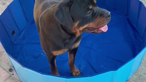 Rotwiller dog