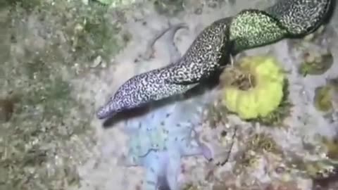 🐙🐟 Octopus Uses All Its Defense Mechanisms to Escape the Eel! | FeedMyCuriosity