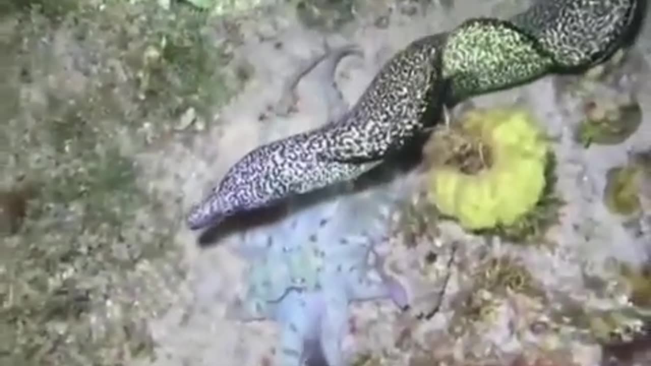 🐙🐟 Octopus Uses All Its Defense Mechanisms to Escape the Eel! | FeedMyCuriosity