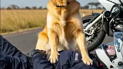 Golden Retriever Saves a Police Officer’s Life