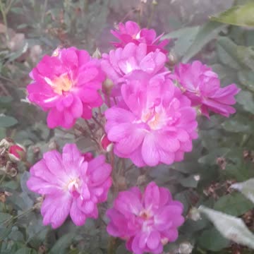 Eight roses by the wall