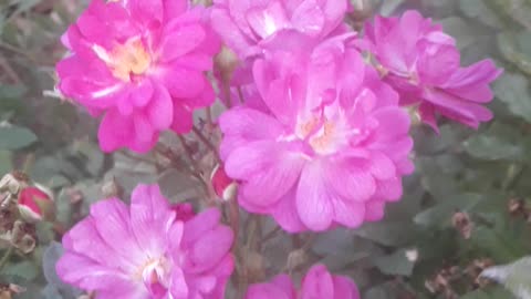 Eight roses by the wall