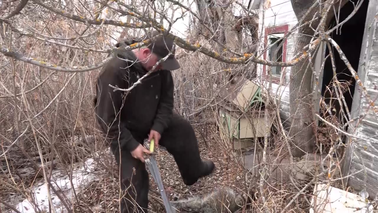 Trapping Inc Season 7 Episode 7 Saskatchewan Raccoons!