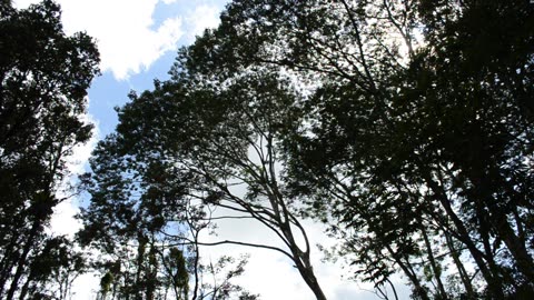 Deaths Of Albizia Trees III