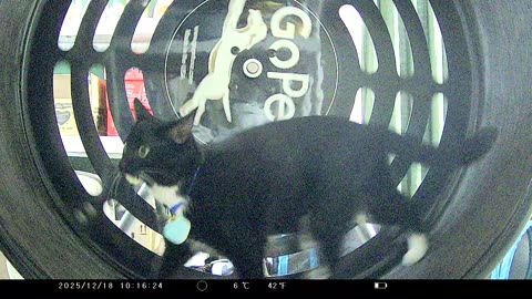 Cookie Cutter The Cat In Go Pet Exercise Wheel, Filmed By KJK JDL201, Dbn, MI, Dec. 16 To 18, 2025