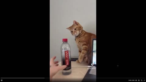 Humor: No but seriously why are cats SO determined to be assholes?