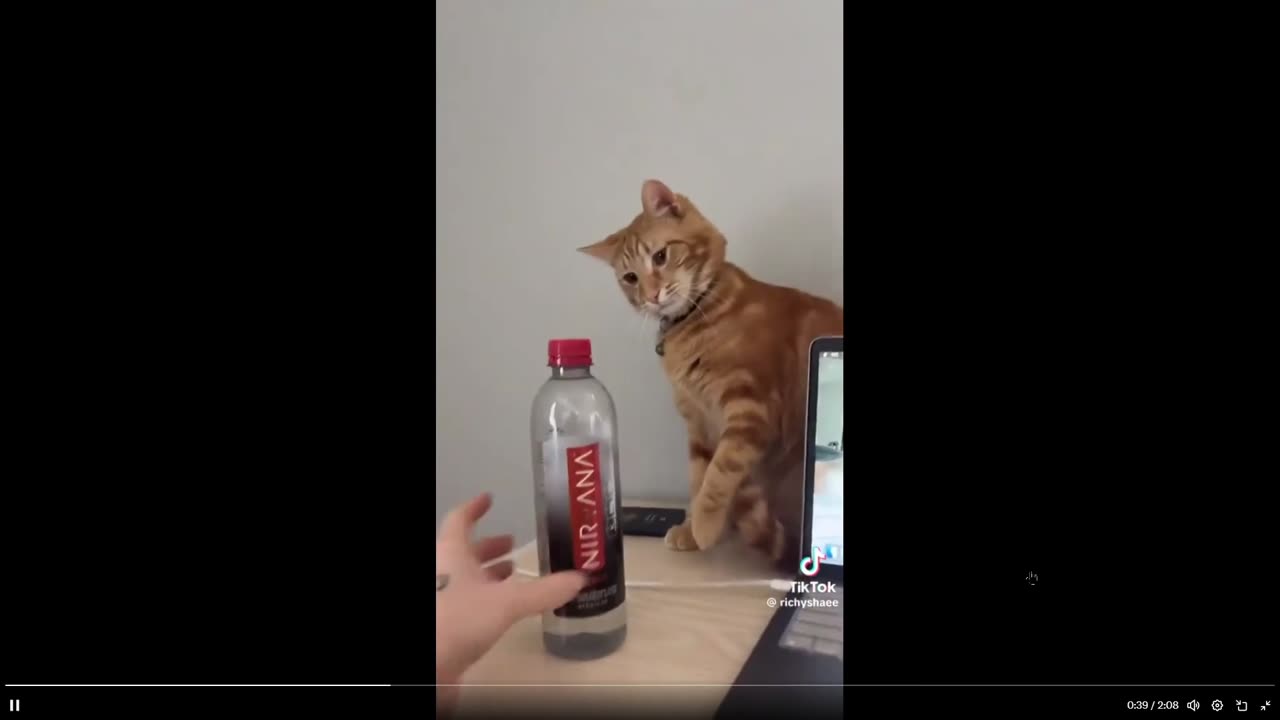 Humor: No but seriously why are cats SO determined to be assholes?