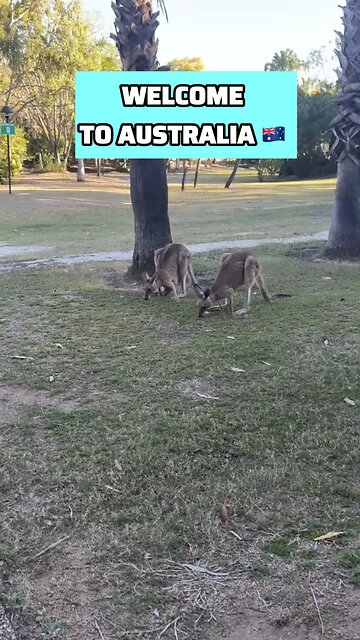 Kangaroos in Australia 🇦🇺