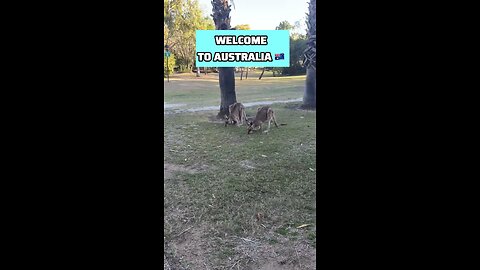 Kangaroos in Australia 🇦🇺