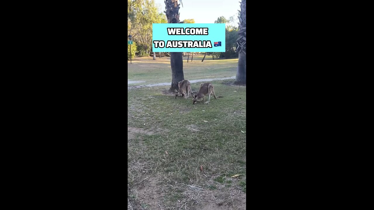 Kangaroos in Australia 🇦🇺