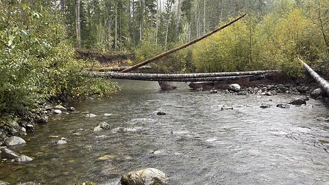 How to Cook A Grouse-Lemon Pepper Bacon and Butter