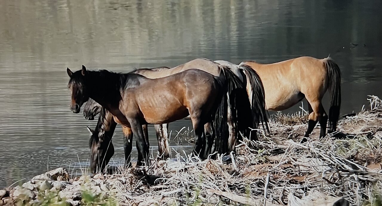 WHOA Wild Horses of America Ep 22 Pryor Mountain in Wyoming by Karen King