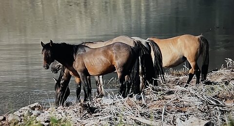 WHOA Wild Horses of America Ep 22 Pryor Mountain in Wyoming by Karen King