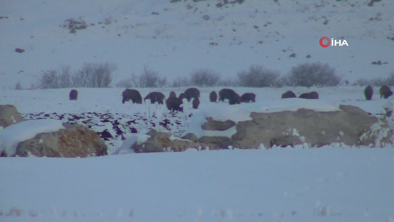 Kars'ta gazetecilerin domuz sürüsüyle imtihanı