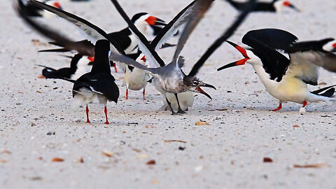 Black Skimmer's Gift Stolen by Gulls in Dramatic Showdown!