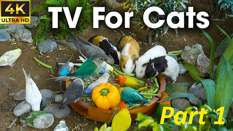 1 Hour Cat Tv For Cats To Watch Hypnotic Bird Watching For Curious Cats PART 1