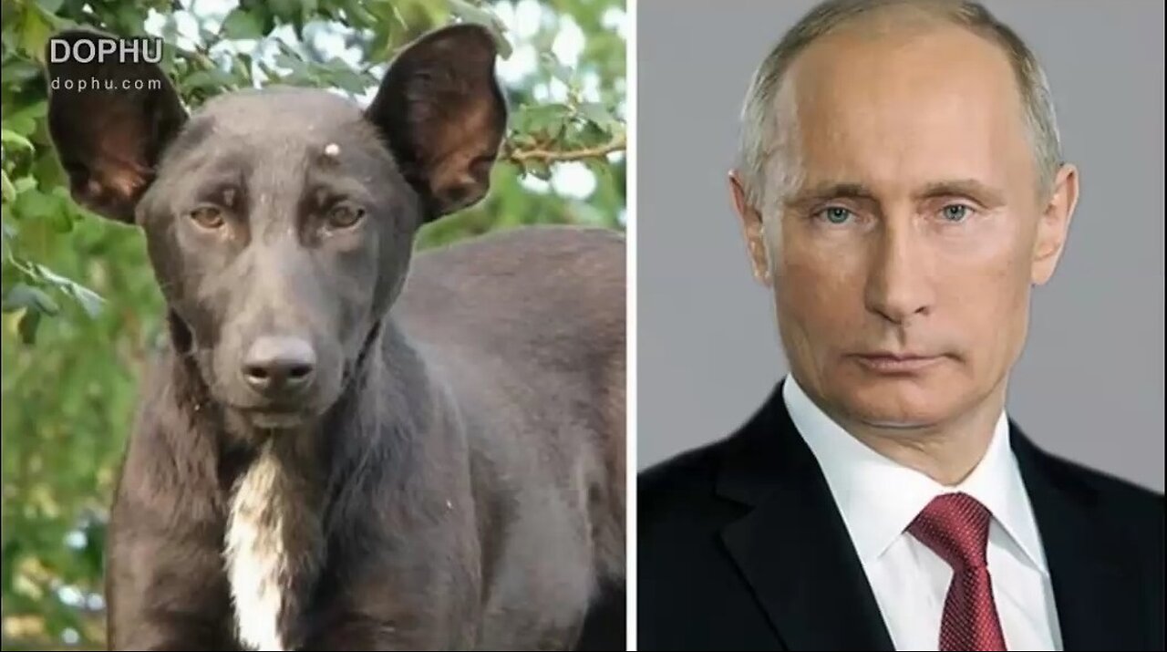 Funny: 60 Celebrities And Their Animal Doppelgängers