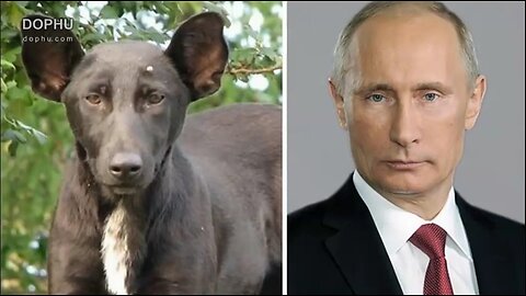 Funny: 60 Celebrities And Their Animal Doppelgängers