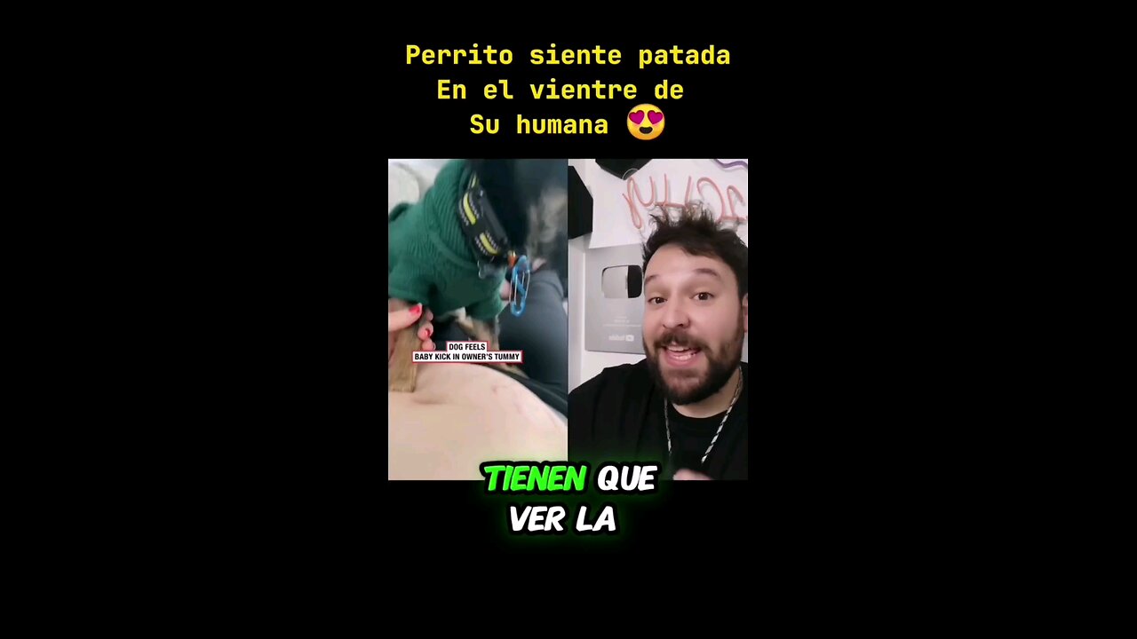 Perrito siente el bebé de su humana embarazada 🥰