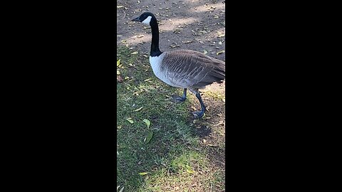 Canada Goose 🪿 #canadagoose #goose #followme #shorts #trending #viral