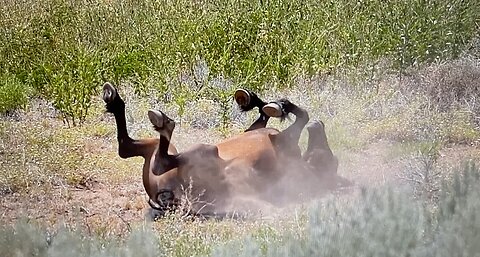 WHOA Wild Horses of America Ep 21 Pryor Mountain in Wyoming by Karen King