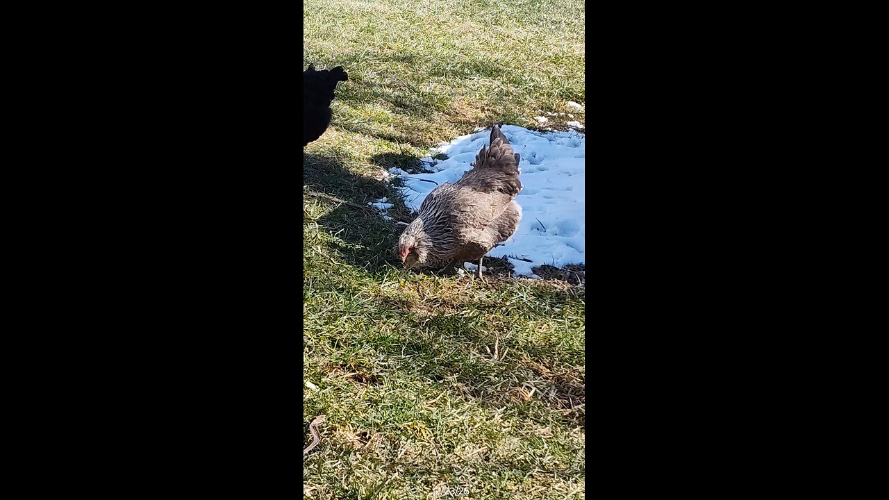 Hawkeye eating some grass.