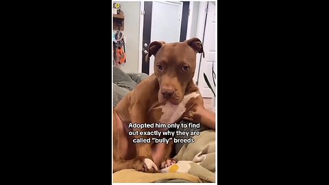 funny & hilarious dogs