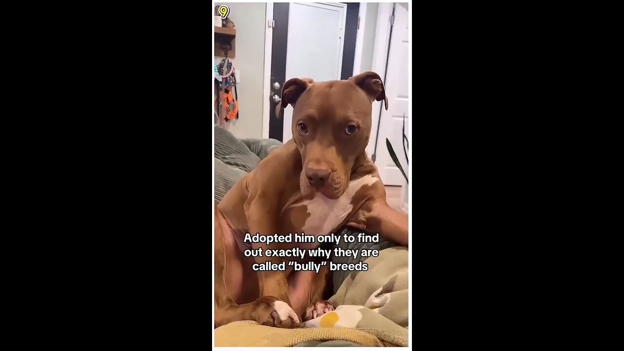 funny & hilarious dogs