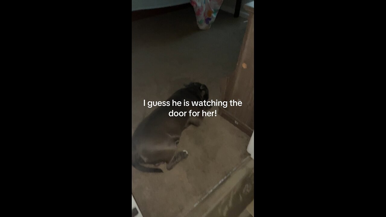 I guess he is her bodyguard #trendydogs #bluethedog #blueplusfamily #doglovers