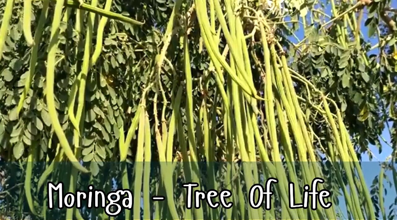 HEALTH BENEFITS OF THE MORINGA TREE AKA THE TREE OF LIFE. 💖