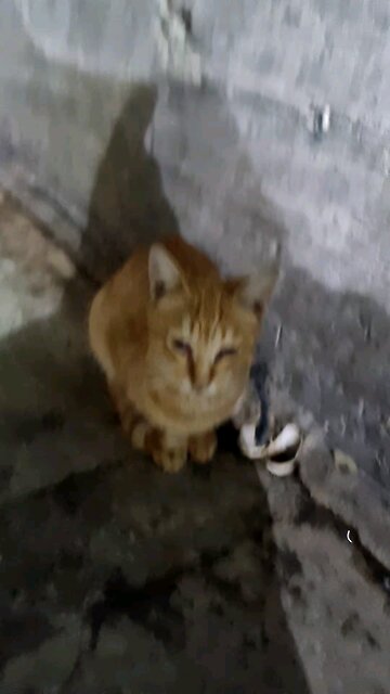 This cat has a beautiful and unusual appearance.