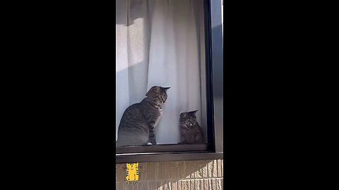 Funny Cat & Cute Kittens633😻 #shorts #kucing #kucinglucu #funny #pet #cat #foryou #viral #viralvideo