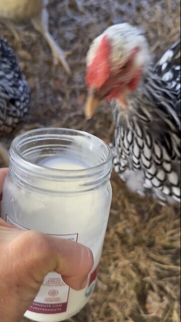 Chickens LOVE raw milk!