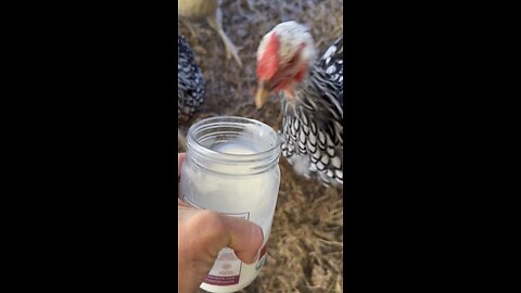 Chickens LOVE raw milk!