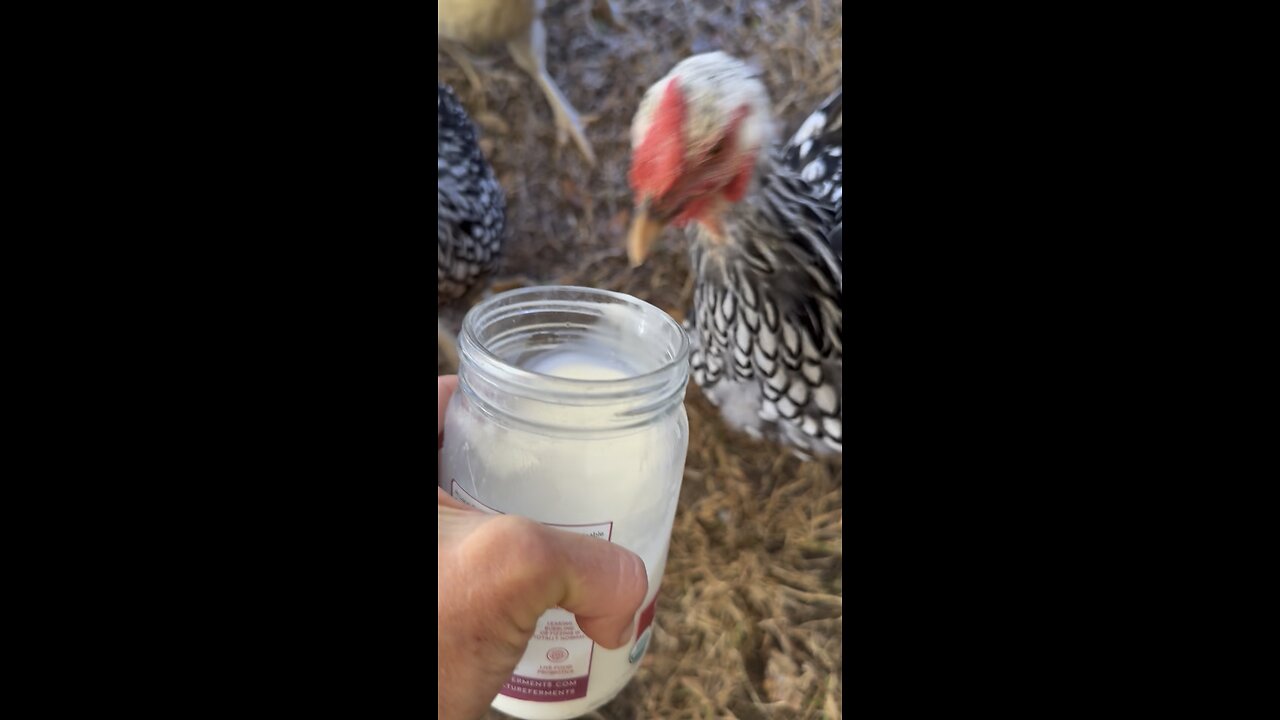 Chickens LOVE raw milk!