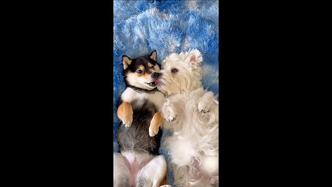 Relaxing Spa Day for Shiba Inu & West Highland Terrier | Paw Care, Ear Cleaning & Calming Sounds.