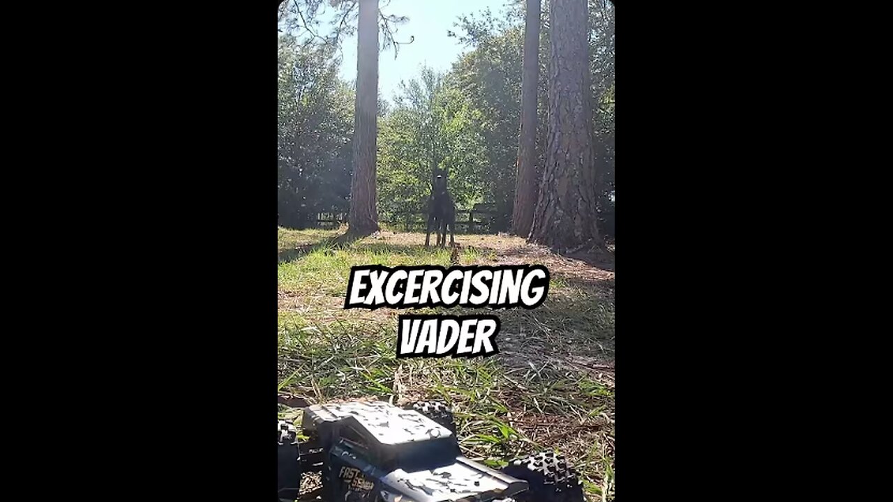 Doberman Intense Stare-Down: RC Car Chase Ends in Epic Takedown!