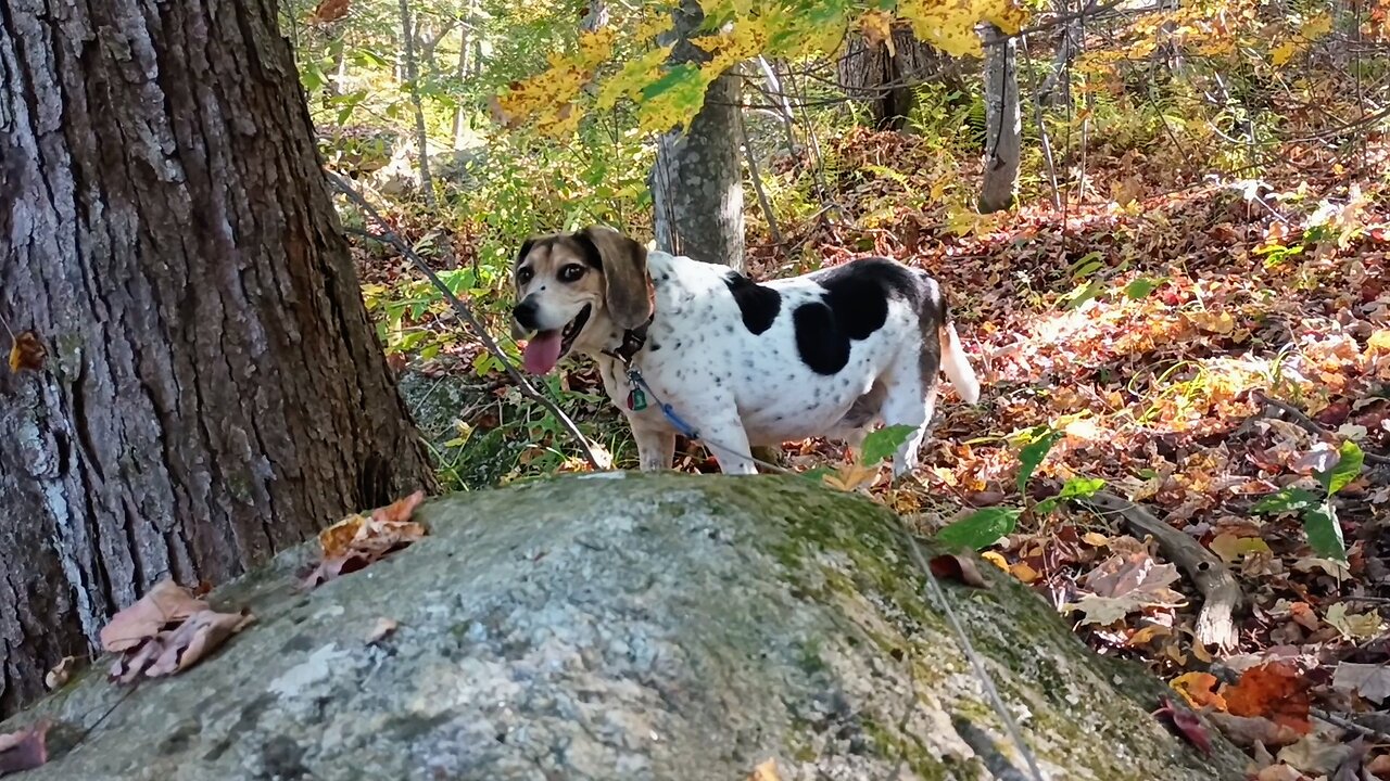 Bandit