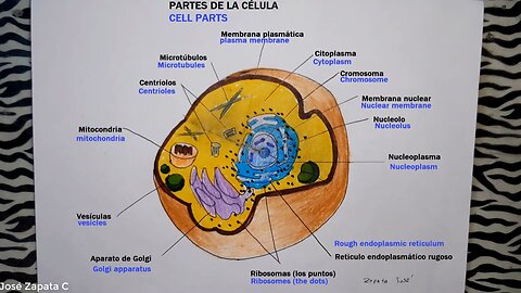 How to draw the CELL and its PARTS.