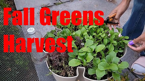 Harvesting Summer-Sown Greens for Dinner