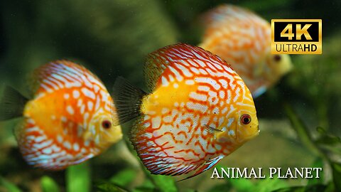 Discover the World of Fish in 4K Stunning Underwater Life #animalvideo #wildadventure#animals#Amazon